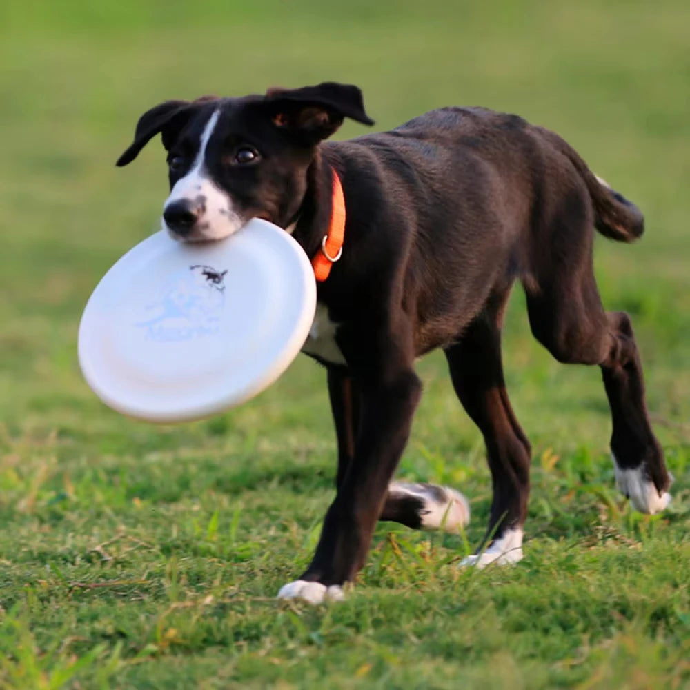 Dog Training Flying Disc – Lightweight, Durable & Waterproof Fetch Toy for Puppies & Adult Dogs